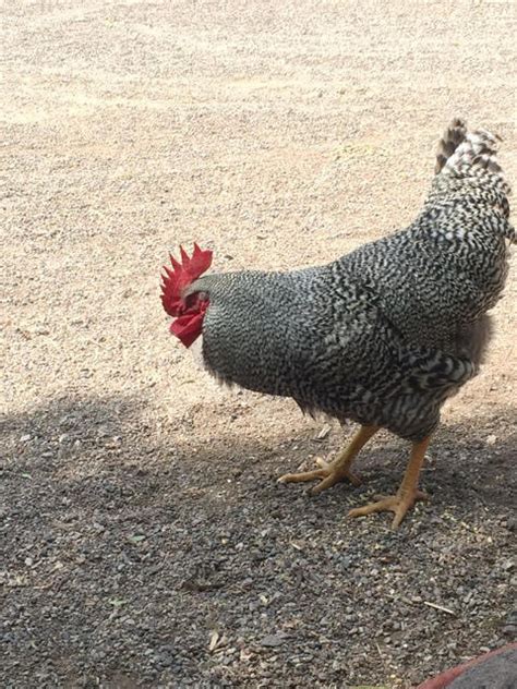 how to train a rooster to fight|Aggressive roosters: How I tame mine with love in 6 .